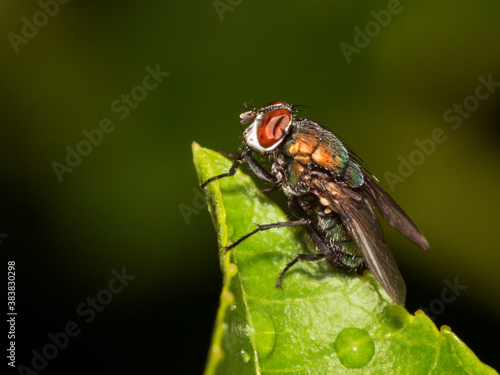 Macro Fly on a perch in the garden