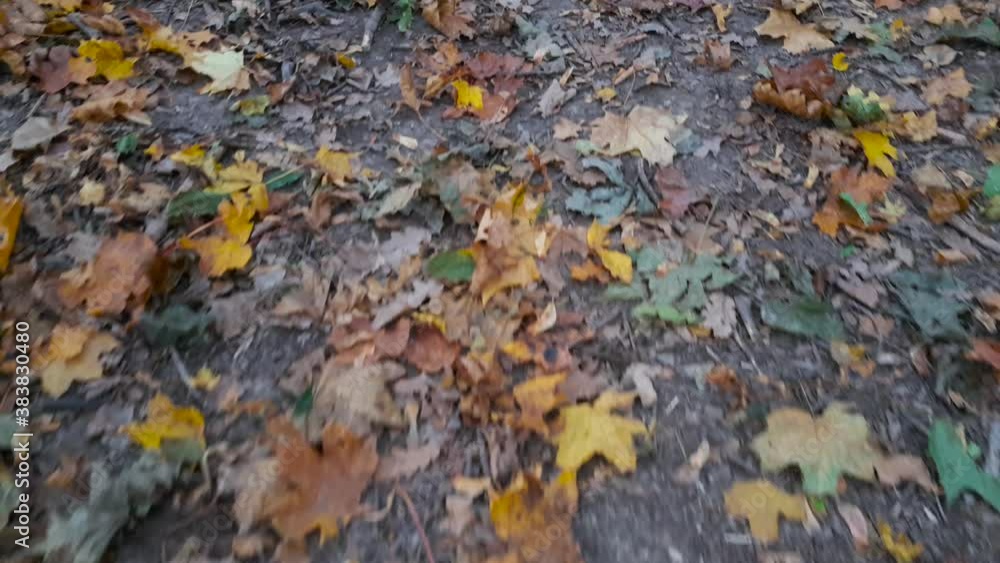 Beautiful fairy-tale landscape of autumn road. The operator takes a path strewn with Golden colored maple leaves, green grass. Fallen leaves in the Park forest garden silence rest farewell to summer Beautiful fairy-tale landscape of autumn road. The operator takes a path strewn with Golden colored maple leaves, green grass. Fallen leaves in the Park forest garden silence rest farewell to summer