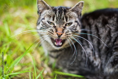 Fototapeta Naklejka Na Ścianę i Meble -  Gray tabby cat is crying on green grass outside.
