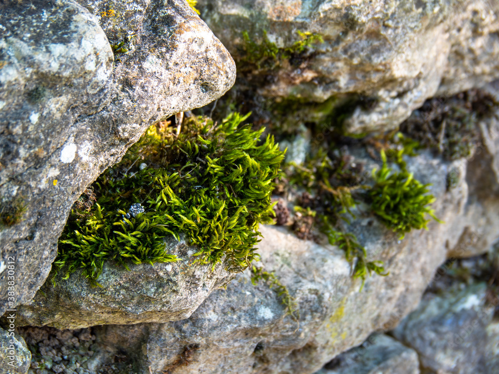 Obraz premium wall of rocks carved with green moss growing on it and lichens, there is shade and rays of sun
