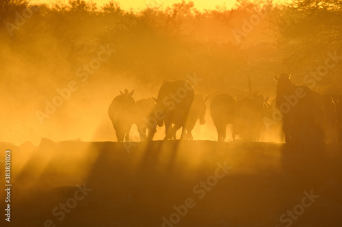 Sunset at Okaukeujo waterhole, Namibia photo