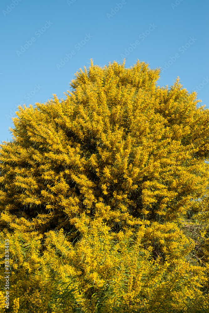 Acacia in full blossom Acacia in full blossom