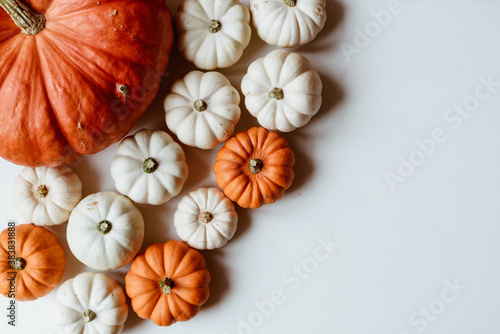 Many orange and white pumpkins on white background. Halloween concept.