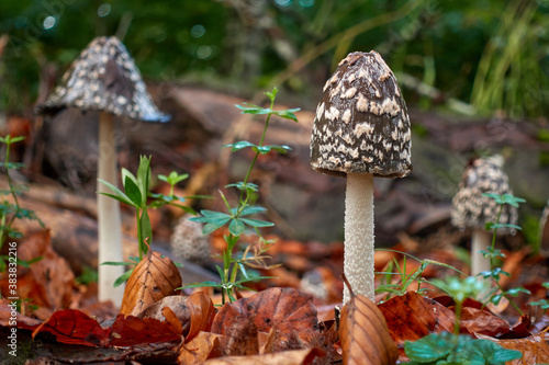Mushroom Coprinus comatus in the forest among autumn leaves.