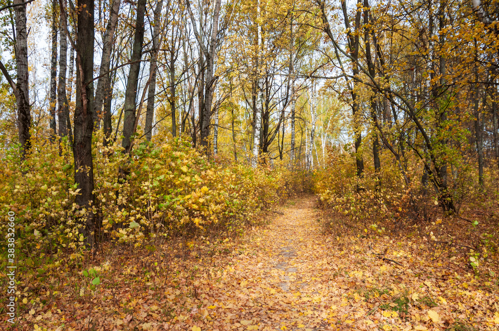 beautiful autumn landscape. a path through the forest with yellow leaves beautiful autumn landscape. a path through the forest with yellow leaves