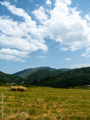field with round alpacas in summer, with mountains in the background and clouds in the blue sky, bucolic country image © infozoo