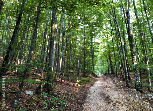 Hiking trails, forest paths and bicycle roads in the Ucka Nature Park, Croatia / Planinarske staze, šumski putevi i biciklističke ceste u parku prirode Učka, Hrvatska photo