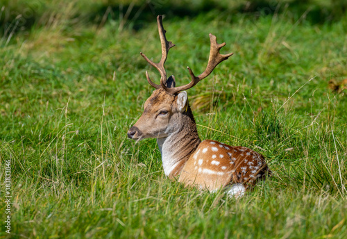 Photography Buck stag fallow deer, with antlers, rests on grass in Phoenix Park, Dublin, Ire
