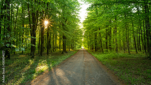 Fototapeta Naklejka Na Ścianę i Meble -  Dirt road through green forest and sunshine