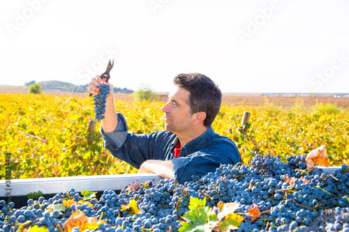 фотографія Mediterranean vineyard farmer harvest cabernet sauvignon