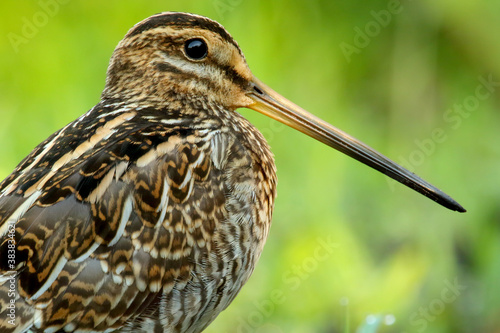 Common snipe. Bird in spring. gallinago gallinago photo