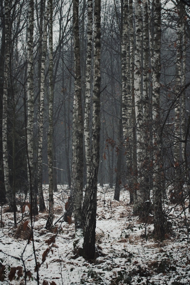 foggy forest in winter