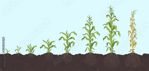 Growth stages of Maize plant. Corn development phases. Zea mays. Ripening period. On the soil, with roots. The life cycle. Infographic set. Harvest animation progression. Vector.