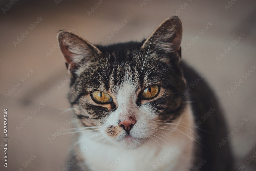 Portrait of a curious cat