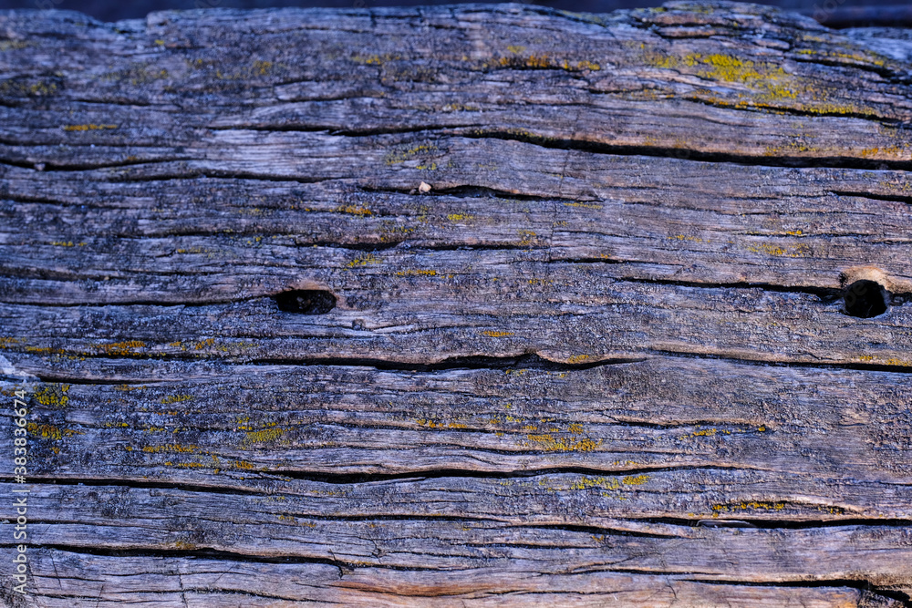 natural texture of old timber, old wood. Close-up natural texture of old timber, old wood. Close-up