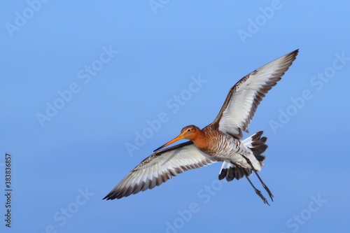 Black-tailed godwit bird in flight, flying bird in blue sky Limosa limosa photo
