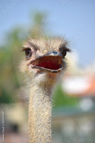 Close up of Beautiful Ostrich face © A Nature's clicks 
