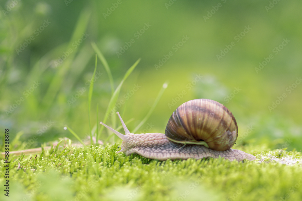 burgundy snail on the moss burgundy snail on the moss