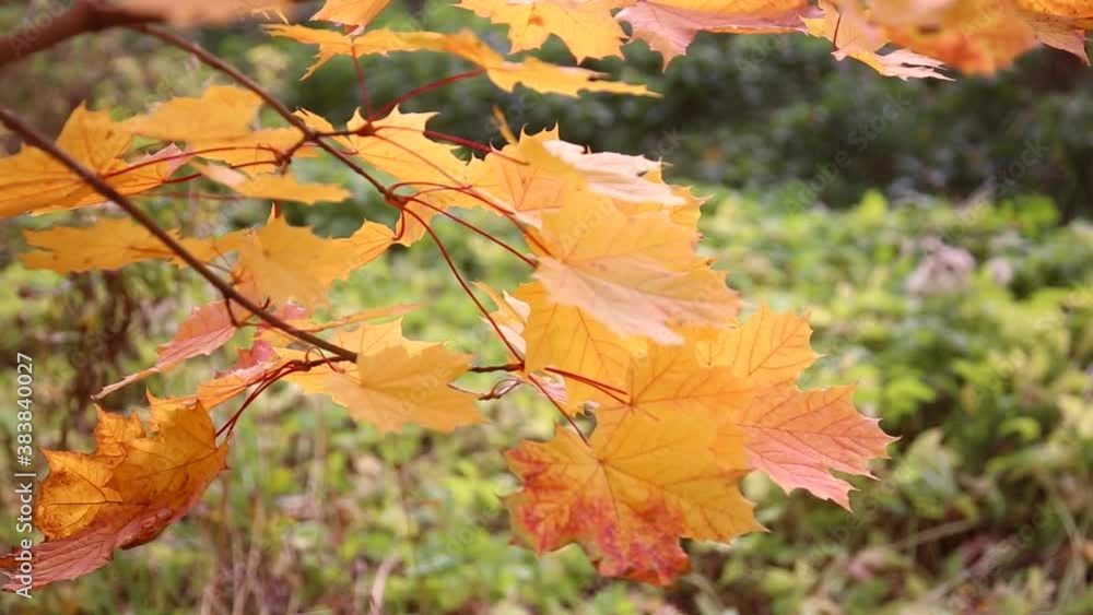 Beautiful maple leaves swaying in the winds blowing through Autumn forest. Beautiful maple leaves swaying in the winds blowing through Autumn forest.