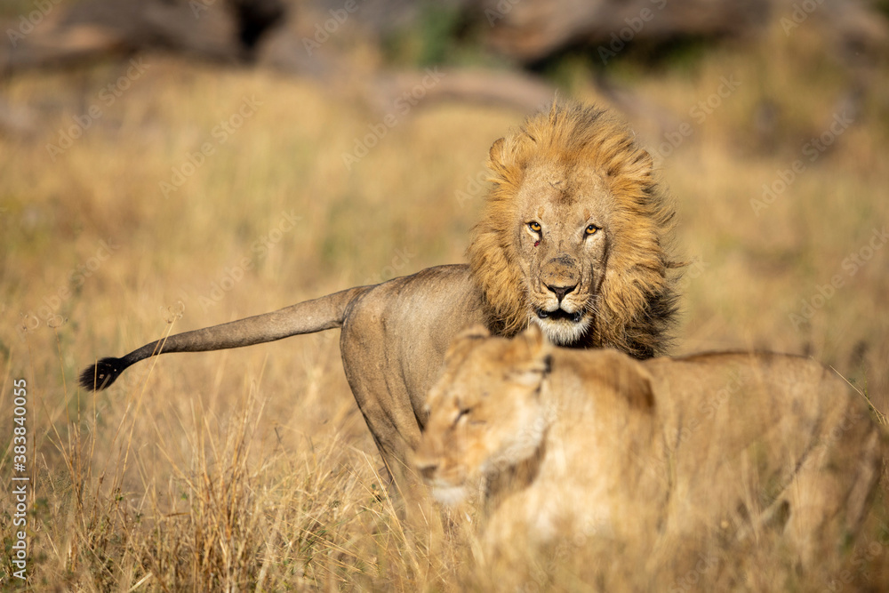 Mating lions in Khwai River Okavango Delta in Botswana Stock Photo ...