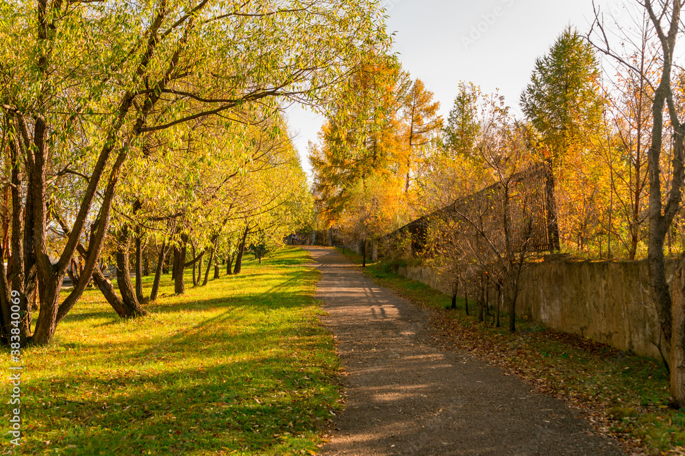 Fototapeta premium Autumn urban landscape: an abandoned alley with elms and larch trees