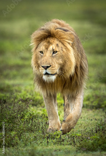 Vertical portrait of a male lion walking in Ngorongoro Crater in Tanzania