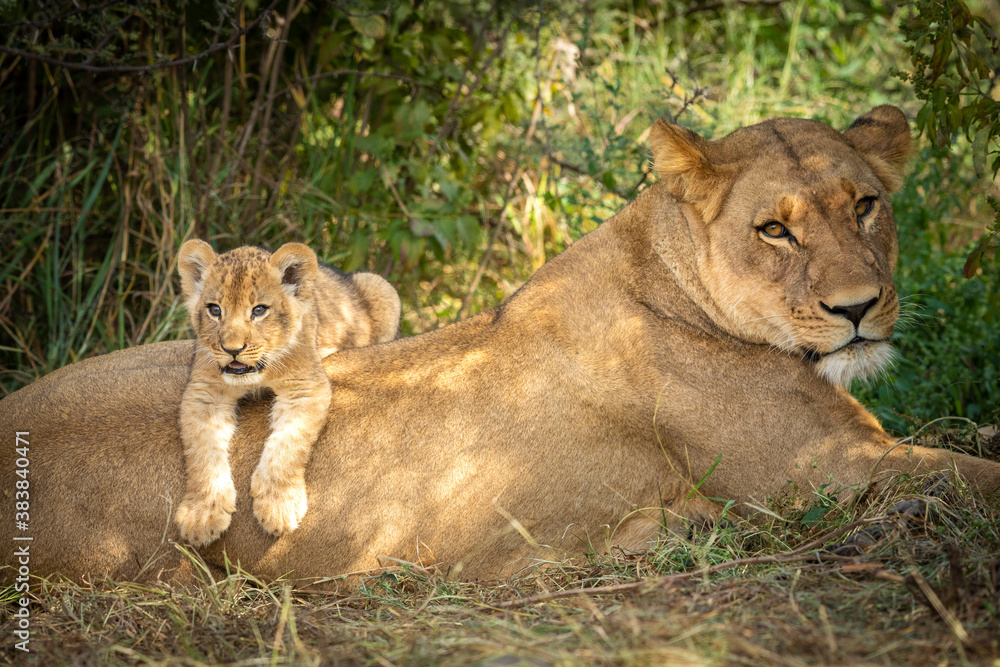 Lioness and her lion cub lying on her back in Savuti Botswana Lioness and her lion cub lying on her back in Savuti Botswana