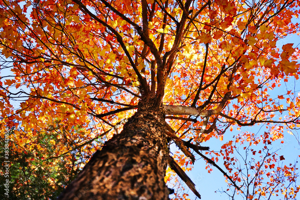Fototapeta premium Under a maple tree