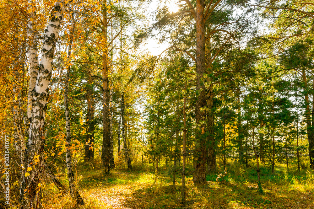 Sunny day in autumn park