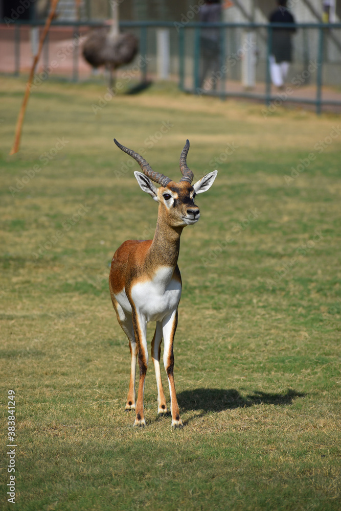 A male Blackbuck also known as Antelope, close up, Big horned wild male blackbuck in a zoo A male Blackbuck also known as Antelope, close up, Big horned wild male blackbuck in a zoo