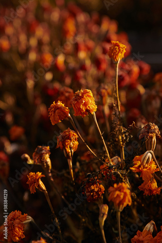 Beautiful wilted marigolds of bright orange color in autumn close-up