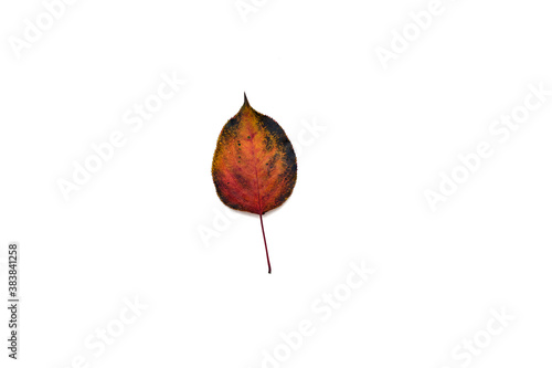 beautiful and colourful leave isolated on white background