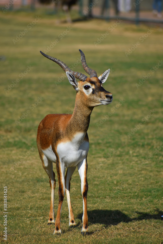 A male Blackbuck also known as Antelope, close up, Big horned wild male blackbuck in a zoo A male Blackbuck also known as Antelope, close up, Big horned wild male blackbuck in a zoo