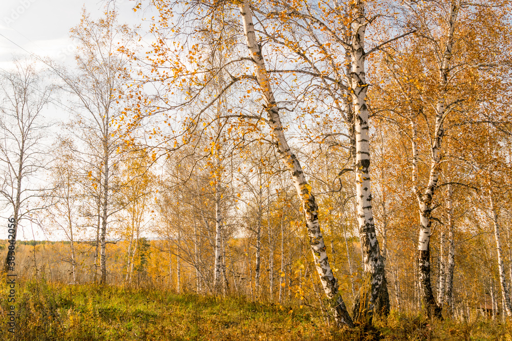 Autumn landscape: birch forest in autumn yellow shades