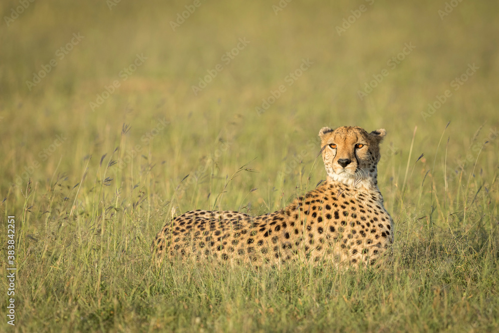 Adult cheetah lying in tall grass in Masai Mara in Kenya Adult cheetah lying in tall grass in Masai Mara in Kenya