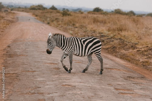 Zebra crossing the road at Nairobi National Park