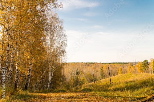 Autumn landscape: birch forest in autumn yellow shades