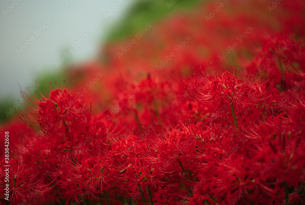花・植物 彼岸花・曼珠沙華	
