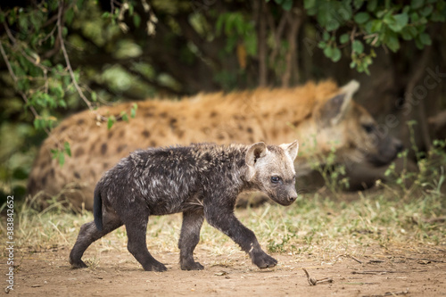 Cute hyena cub walking in Masai Mara in Kenya