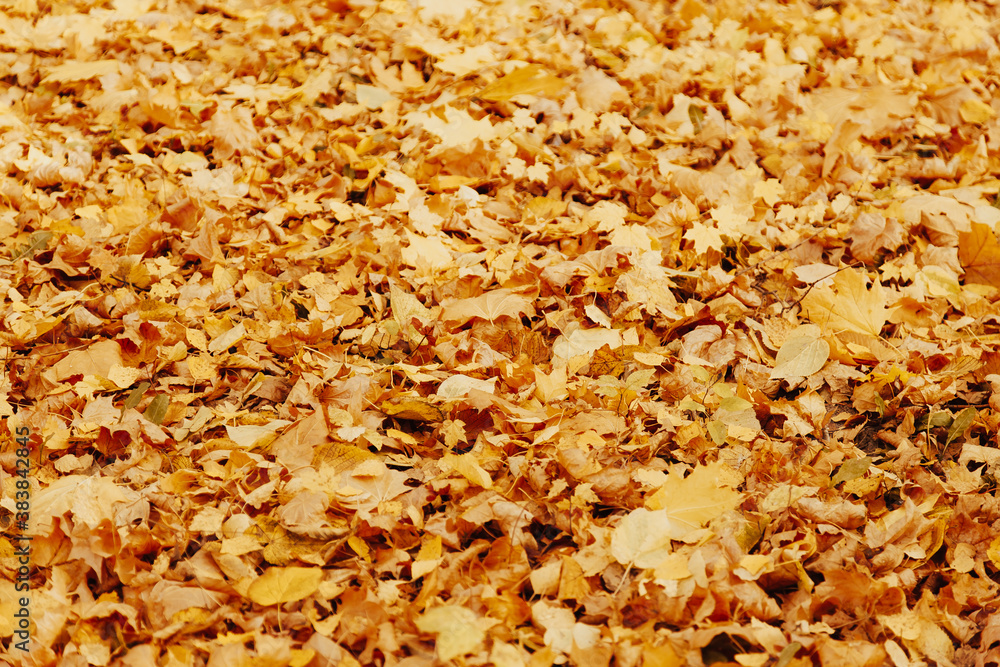 Autumn background with colorful maple leaves laying on the ground. Natural yellow leaf carpet. Foliage wallpaper, maple foliage Autumn background with colorful maple leaves laying on the ground. Natural yellow leaf carpet. Foliage wallpaper, maple foliage