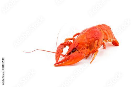 Boiled Fresh Crayfish,Crawfish,  isolated on white background