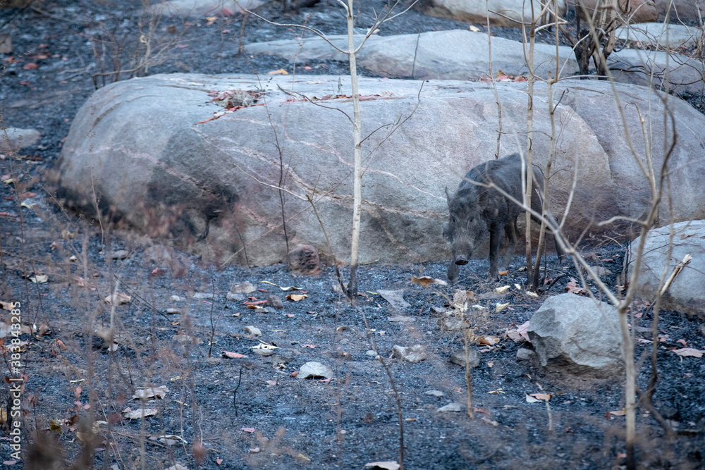 Obraz A wild boar roaming in between burned trees in forest fires in forests of India