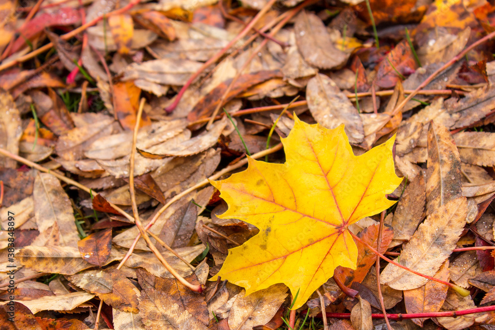 Closeup on yellow maple leaf on the ground