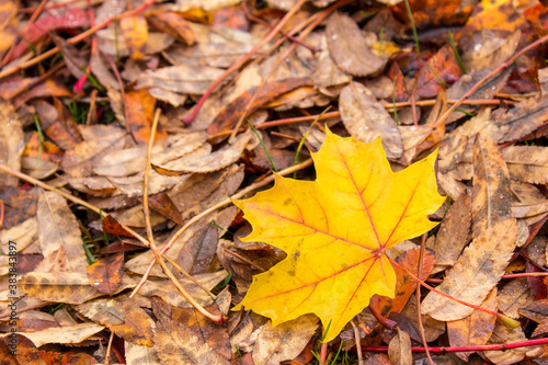 Closeup on yellow maple leaf on the ground