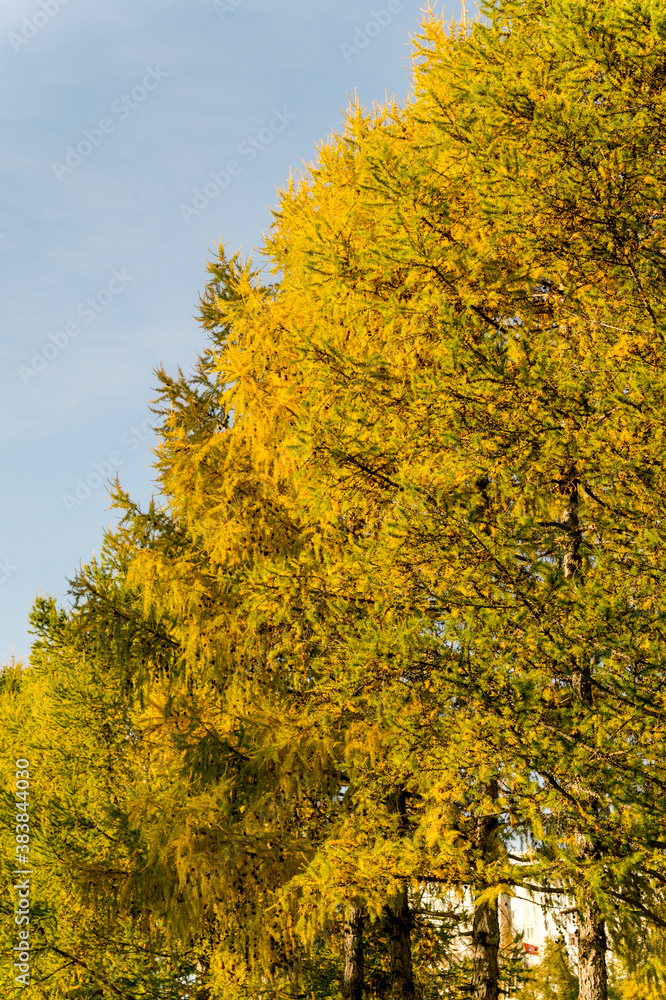 Fototapeta premium Autumn larch branches against a blue sky