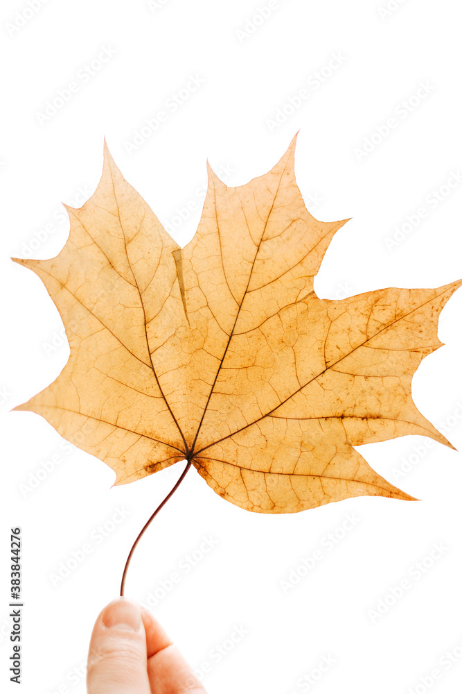 One autumn yellow maple leaf isolated on a white background One autumn yellow maple leaf isolated on a white background