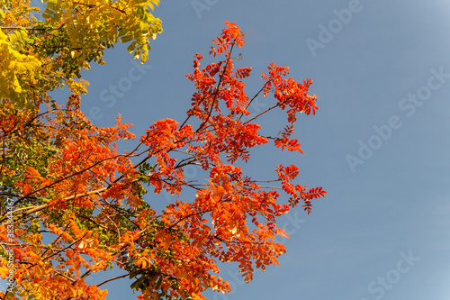 Autumn rowan branches against the blue sky