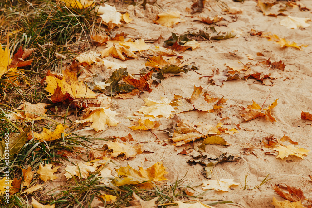 yellow and orange dry fallen leaves lie on the sand autumn background.