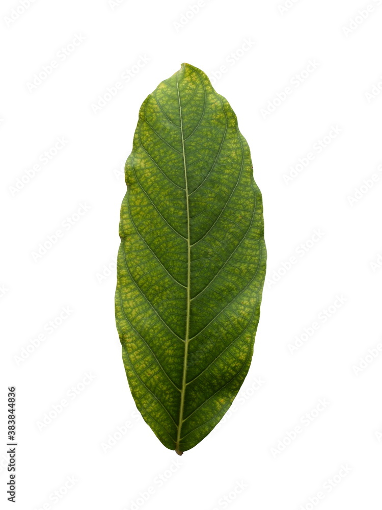 Cananga leaf,(Lagerstroemia speciosa (L.) Pers.),Beautiful leaf patterns.green leaves isolated on white background. Cananga leaf,(Lagerstroemia speciosa (L.) Pers.),Beautiful leaf patterns.green leaves isolated on white background.