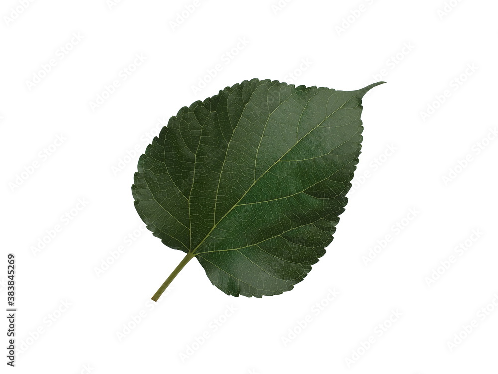 Fototapeta premium Mulberry leaves. Green leaves isolated on white background.
